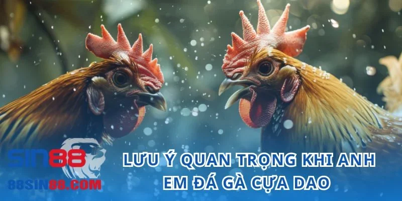 Tổng Hợp Các Kinh Nghiệm Đá Gà Cựa Dao Chất Lượng Tại SIN88 4 Lưu ý quan trọng khi anh em đá gà cựa dao