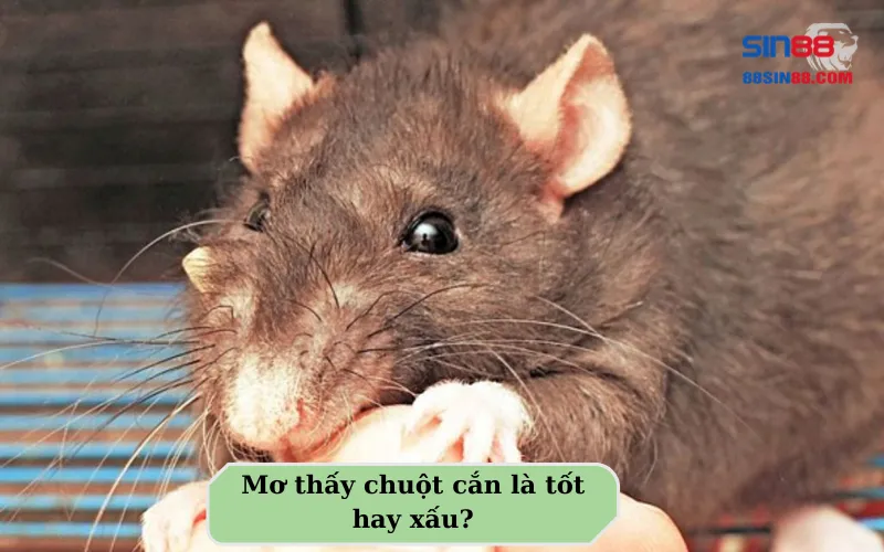 Những điều cần phải biết khi nằm mơ thấy chuột! 3 Mơ thấy chuột cắn là tốt hay xấu?