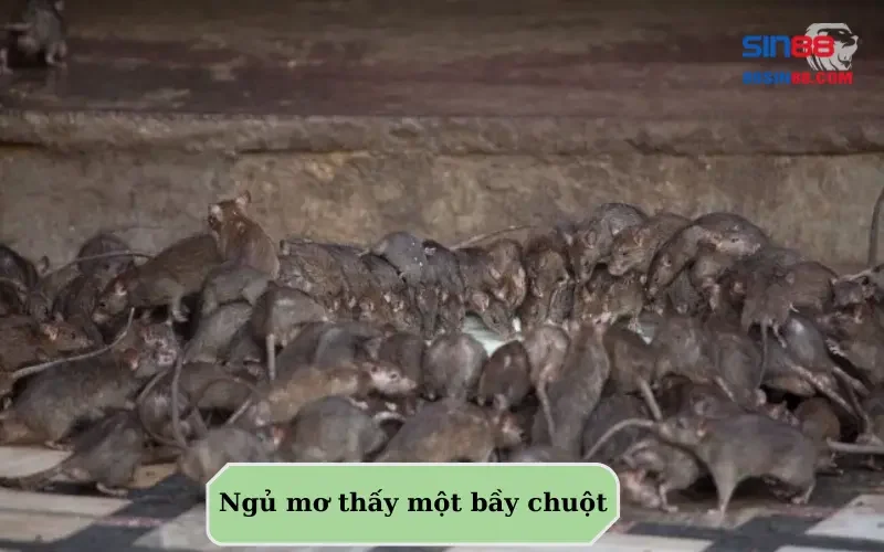 Những điều cần phải biết khi nằm mơ thấy chuột! 2 Ngủ mơ thấy một bầy chuột